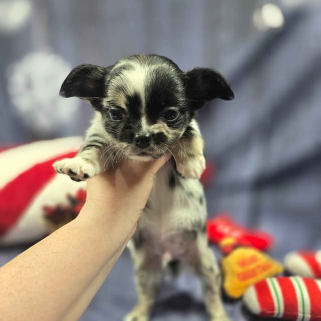 Salem's Finest Chihuahuas - "Cornelius" Black Merle, long coat male media 5