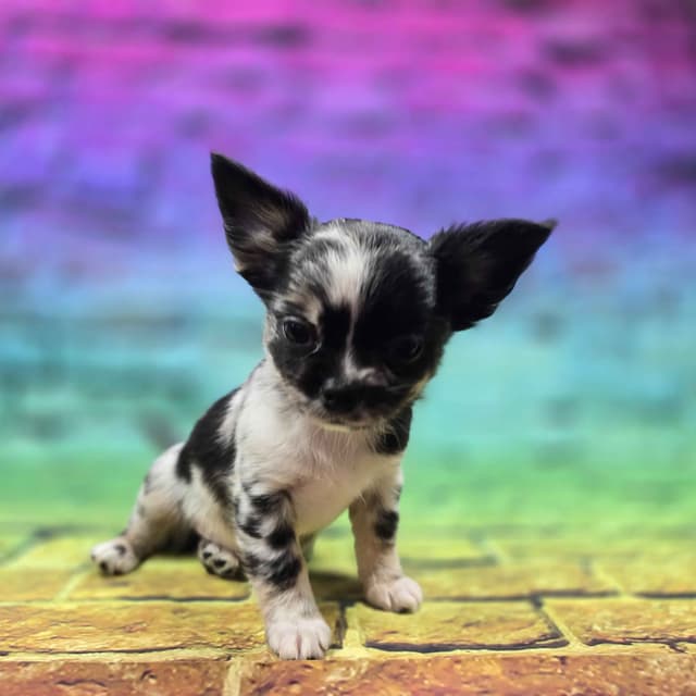 Salem's Finest Chihuahuas - "Cornelius" Black Merle, long coat male media 3