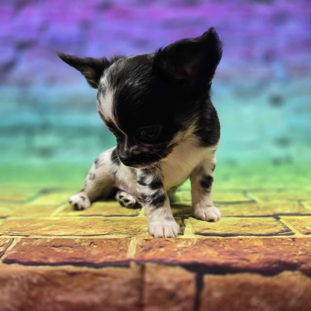 Salem's Finest Chihuahuas - "Cornelius" Black Merle, long coat male media 6