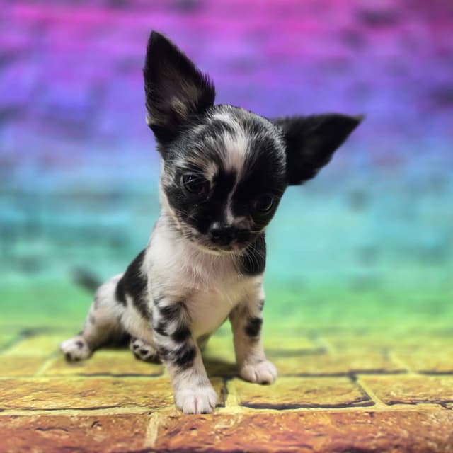 Salem's Finest Chihuahuas - "Cornelius" Black Merle, long coat male media 7
