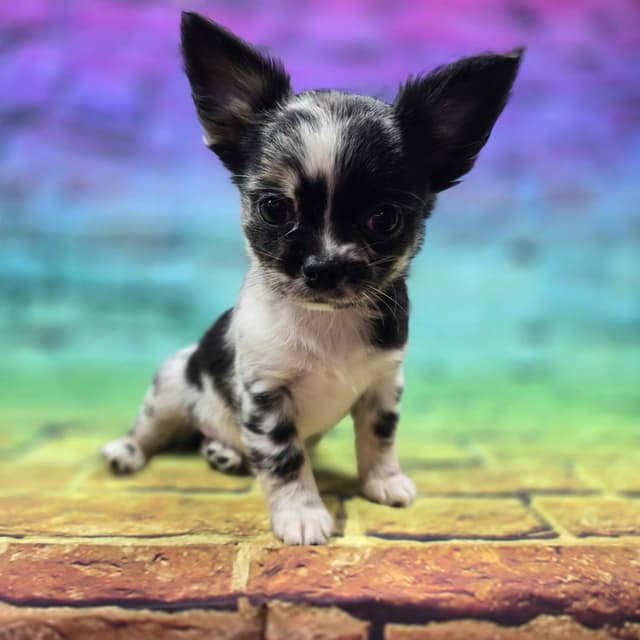 Salem's Finest Chihuahuas - "Cornelius" Black Merle, long coat male media 8