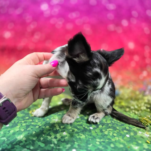 Salem's Finest Chihuahuas - "Cornelius" Black Merle, long coat male media 9