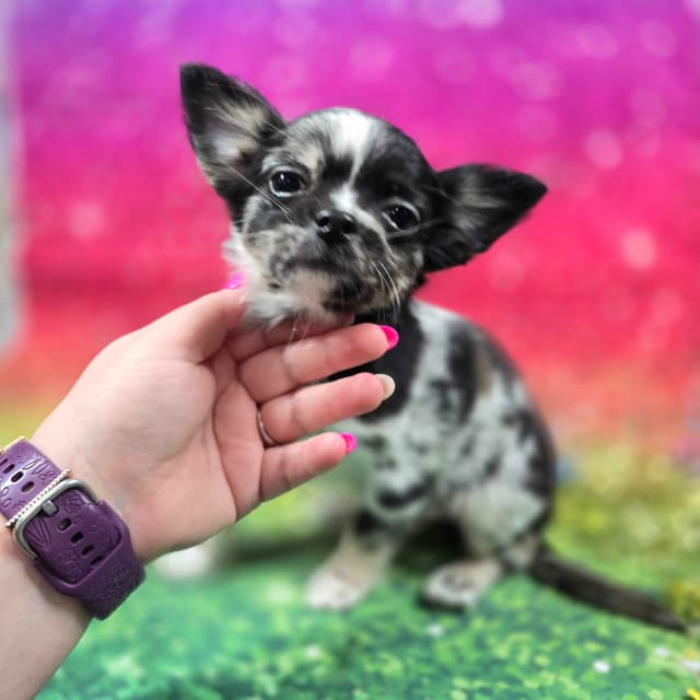 Salem's Finest Chihuahuas - "Cornelius" Black Merle, long coat male media 10