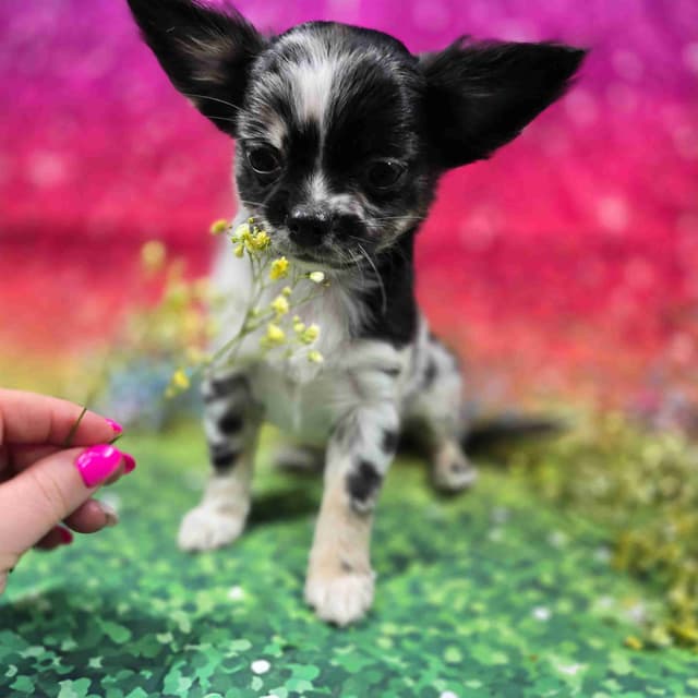 Salem's Finest Chihuahuas - "Cornelius" Black Merle, long coat male media 2