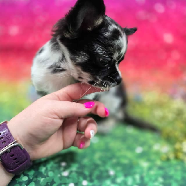 Salem's Finest Chihuahuas - "Cornelius" Black Merle, long coat male media 11