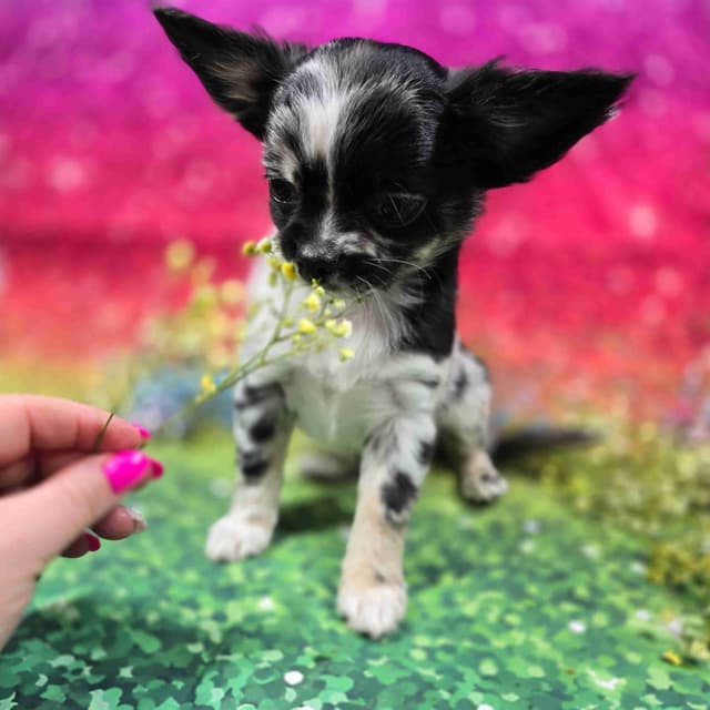 Salem's Finest Chihuahuas - "Cornelius" Black Merle, long coat male media 13