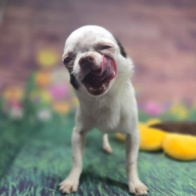 Salem's Finest Chihuahuas - "Acorn" 4 lb, male 2 years old media 2