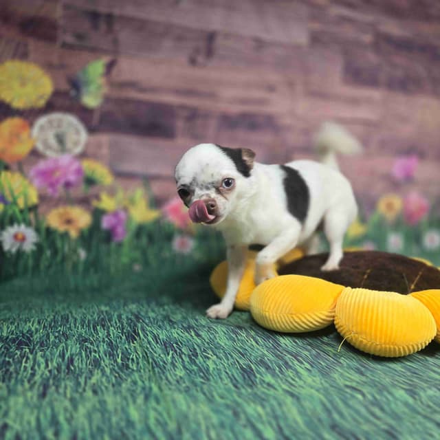 Salem's Finest Chihuahuas - "Acorn" 4 lb, male 2 years old media 4