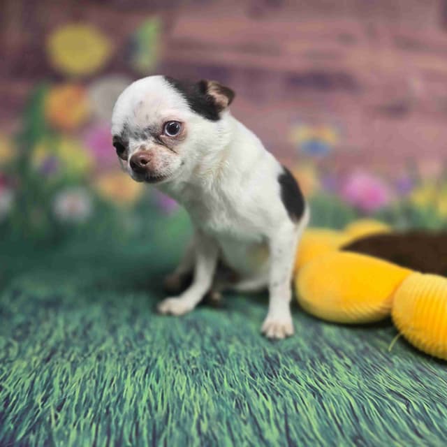 Salem's Finest Chihuahuas - "Acorn" 4 lb, male 2 years old media 5