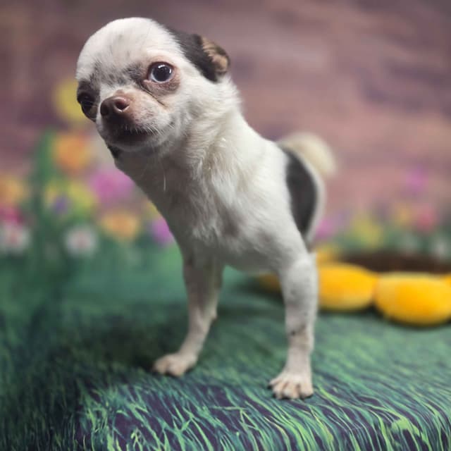 Salem's Finest Chihuahuas - "Acorn" 4 lb, male 2 years old media 6