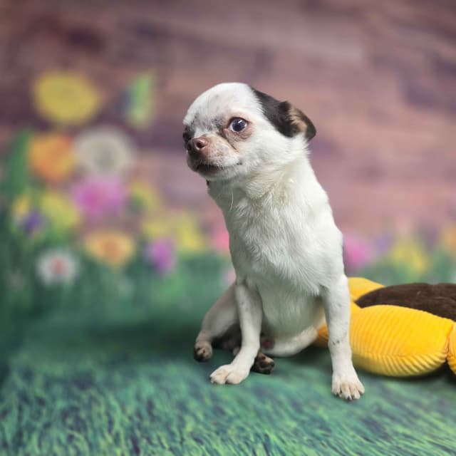 Salem's Finest Chihuahuas - "Acorn" 4 lb, male 2 years old media 7