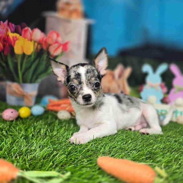 Salem's Finest Chihuahuas- "Cheers" Merle male media 2