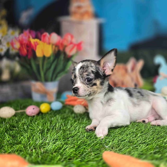 Salem's Finest Chihuahuas- "Cheers" Merle male media 4
