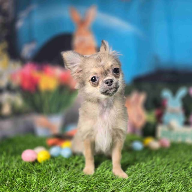 Salem's Finest Chihuahuas - "Luna" long coat female media 2