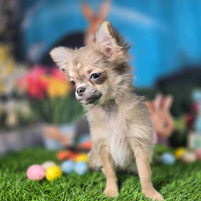 Salem's Finest Chihuahuas - "Luna" long coat female media 3