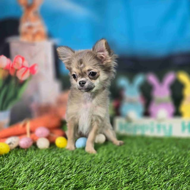 Salem's Finest Chihuahuas - "Luna" long coat female media 4