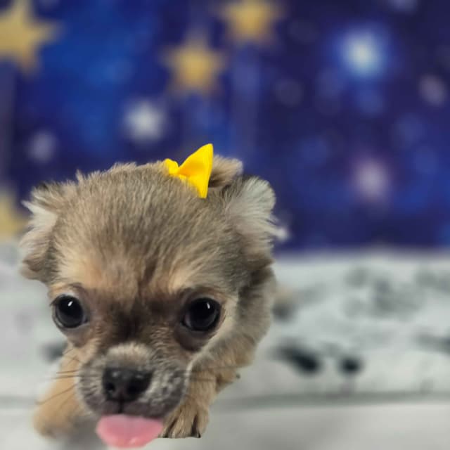 Salem's Finest Chihuahuas - "Luna" long coat female media 5