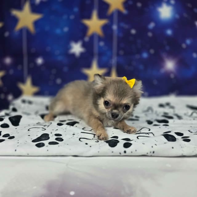 Salem's Finest Chihuahuas - "Luna" long coat female media 6