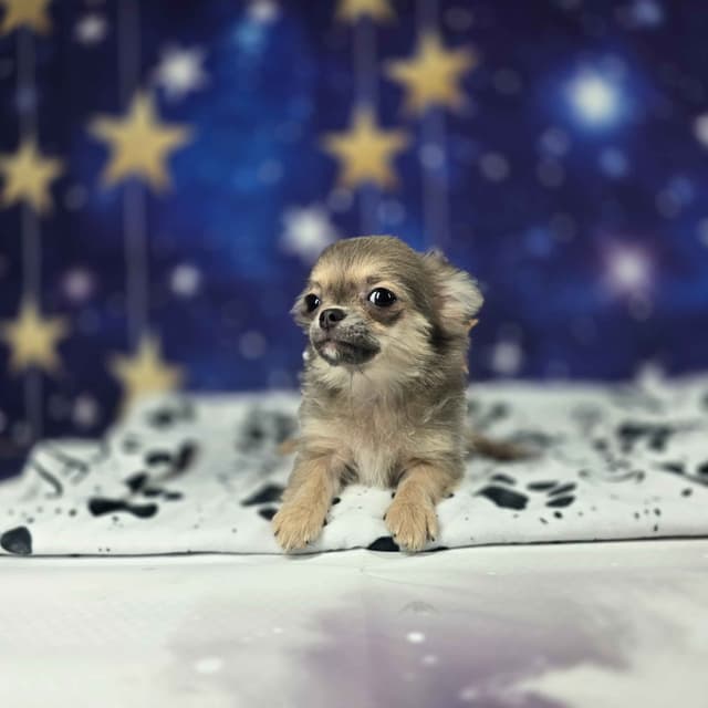 Salem's Finest Chihuahuas - "Luna" long coat female media 7