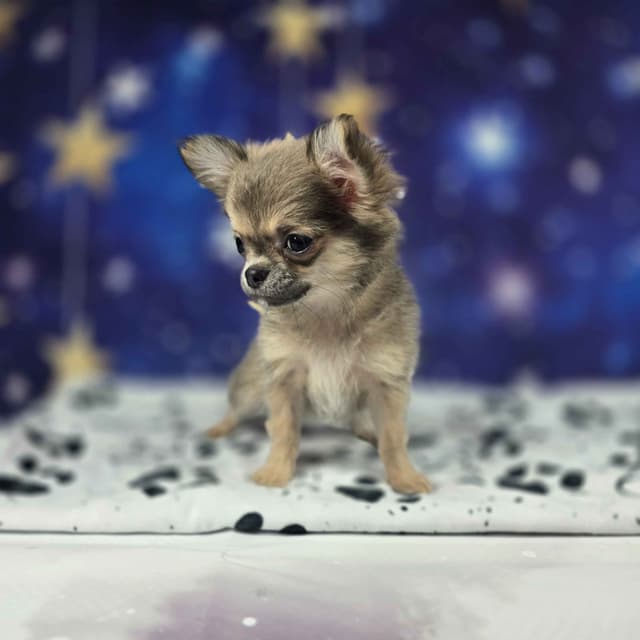 Salem's Finest Chihuahuas - "Luna" long coat female media 8