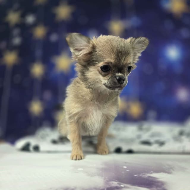 Salem's Finest Chihuahuas - "Luna" long coat female media 9
