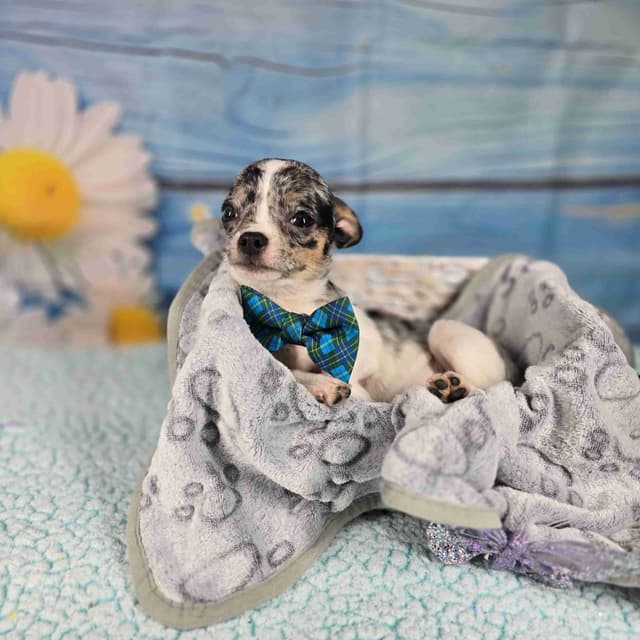 Salem's Finest Chihuahuas- "Cheers" Merle male media 6