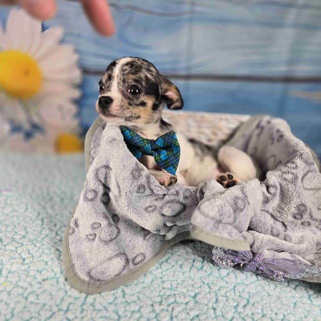 Salem's Finest Chihuahuas- "Cheers" Merle male media 7