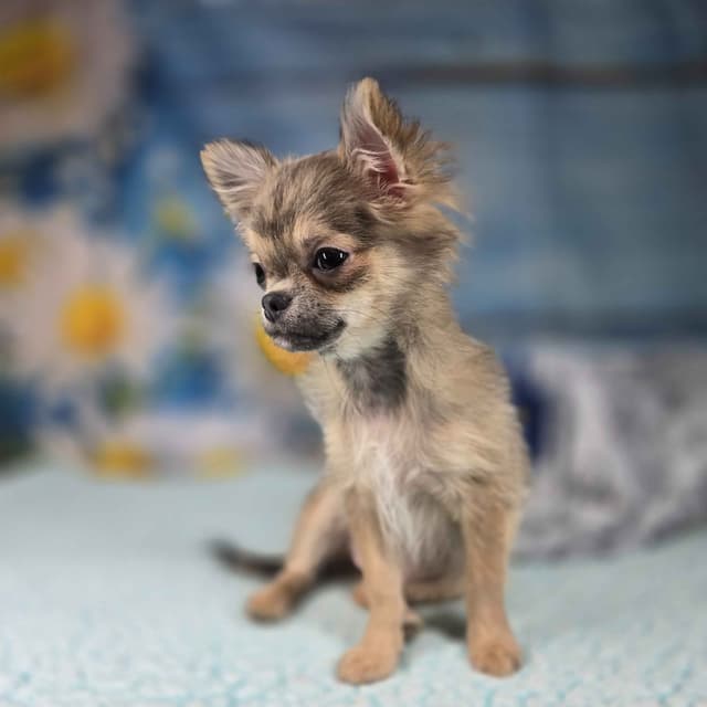 Salem's Finest Chihuahuas - "Luna" long coat female media 10
