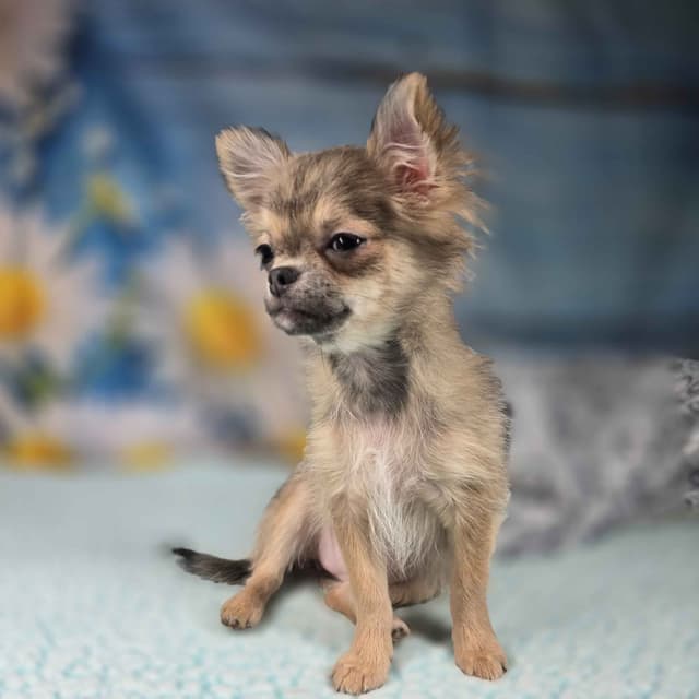 Salem's Finest Chihuahuas - "Luna" long coat female media 11