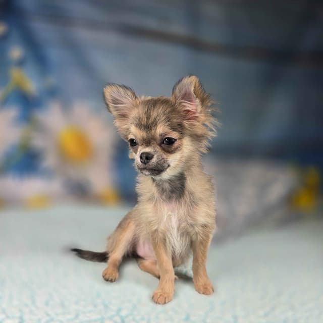 Salem's Finest Chihuahuas - "Luna" long coat female media 12