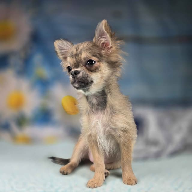 Salem's Finest Chihuahuas - "Luna" long coat female media 13