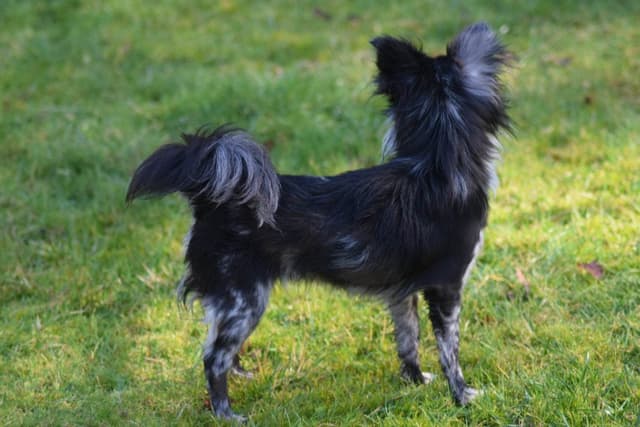 Salem's Finest "Santana" Adult long coat Merle female media 4