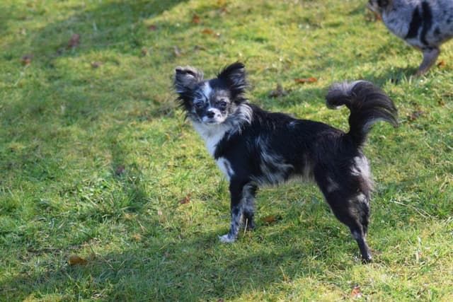 Salem's Finest "Santana" Adult long coat Merle female media 8