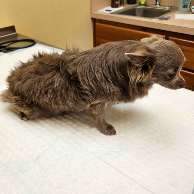 Salem's Finest Chihuahuas - "Wednesday" Lilac adult female, long coat media 3