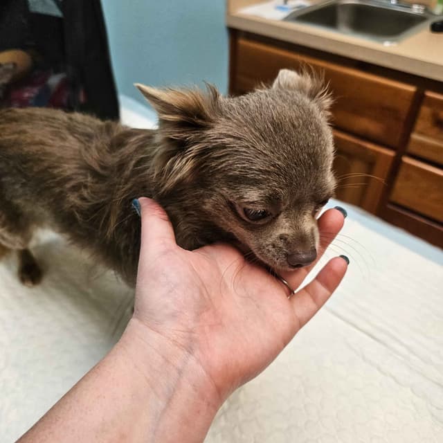 Salem's Finest Chihuahuas - "Wednesday" Lilac adult female, long coat media 4