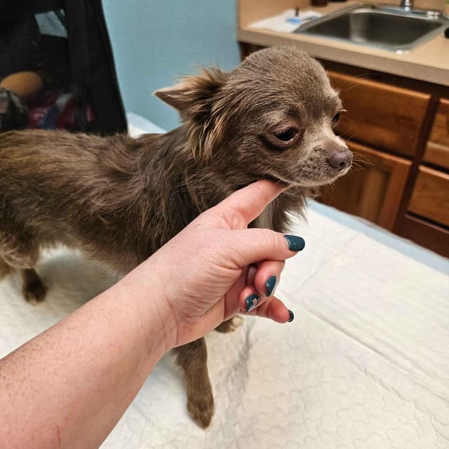 Salem's Finest Chihuahuas - "Wednesday" Lilac adult female, long coat media 5