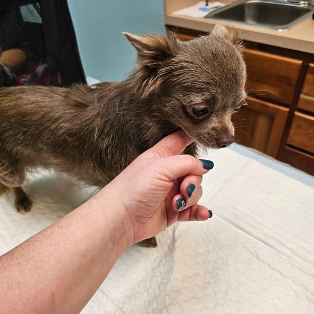 Salem's Finest Chihuahuas - "Wednesday" Lilac adult female, long coat media 6