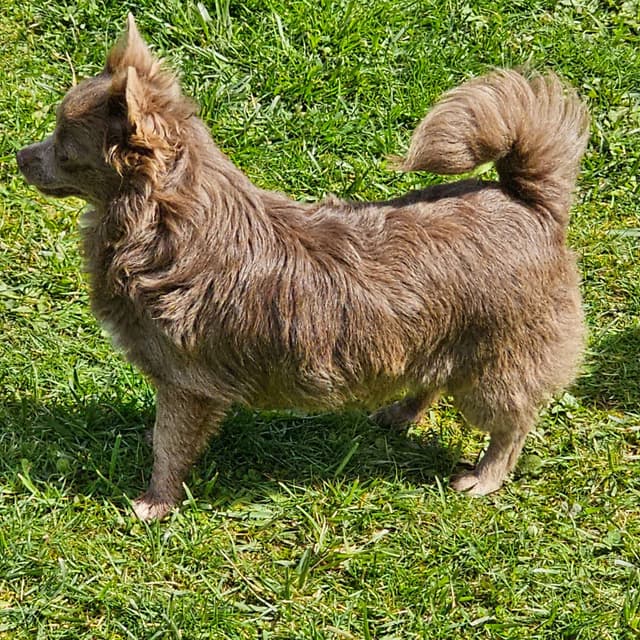 Salem's Finest Chihuahuas - "Wednesday" Lilac adult female, long coat media 7