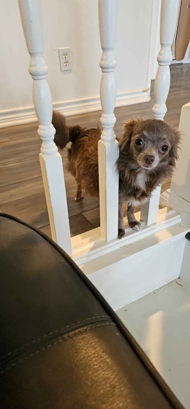 Salem's Finest Chihuahuas - "Wednesday" Lilac adult female, long coat media 8