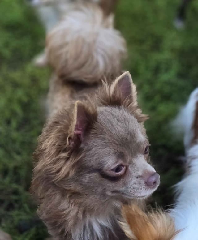 Salem's Finest Chihuahuas - "Wednesday" Lilac adult female, long coat media 9