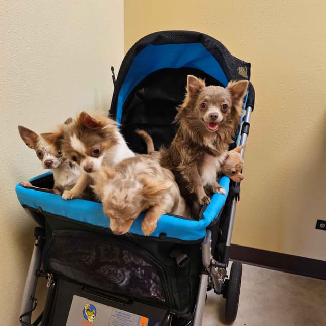 Salem's Finest Chihuahuas - "Wednesday" Lilac adult female, long coat media 10