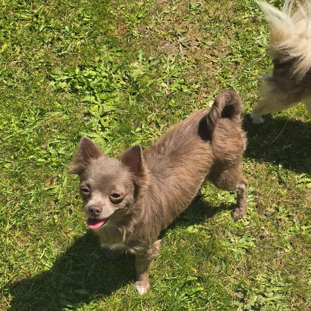 Salem's Finest Chihuahuas - "Wednesday" Lilac adult female, long coat media 11