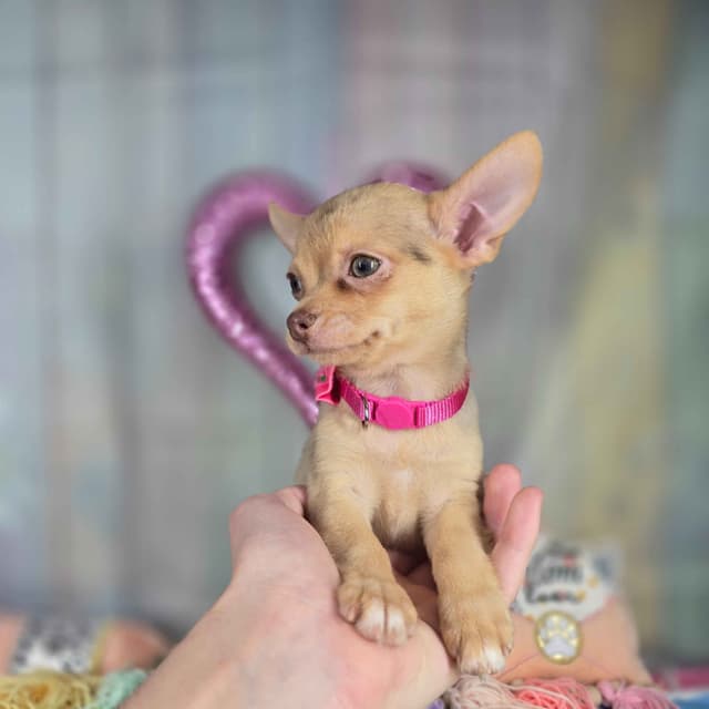 Salem's Finest Chihuahuas- "Dove" chocolate Merle smooth coat female media 4