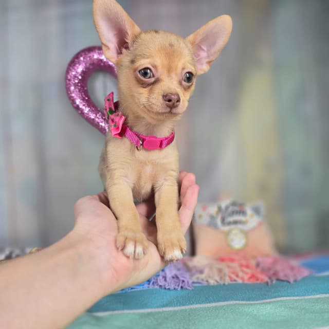 Salem's Finest Chihuahuas- "Dove" chocolate Merle smooth coat female media 5