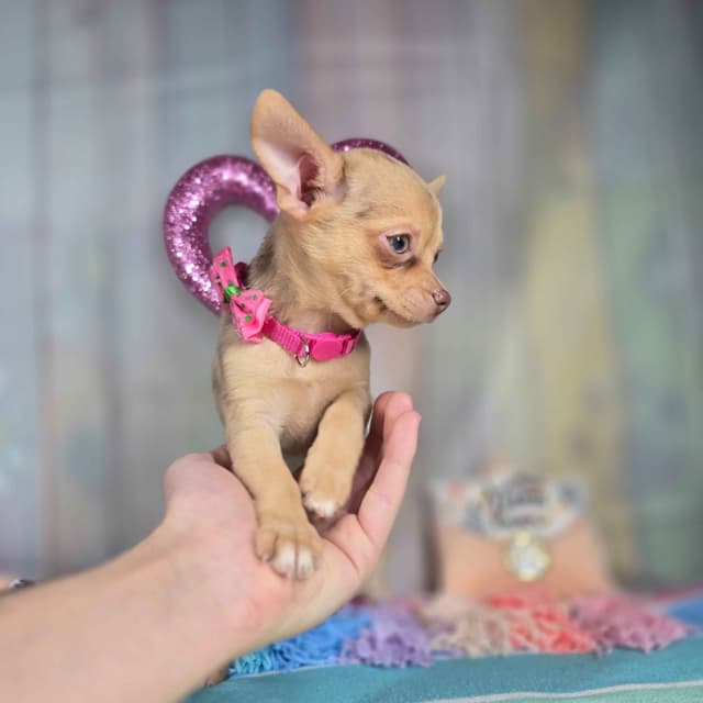 Salem's Finest Chihuahuas- "Dove" chocolate Merle smooth coat female media 6