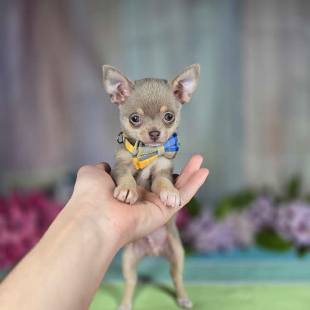 Salem's Finest Chihuahuas- "Flambeaux" smooth coat media 2