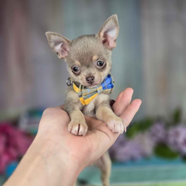 Salem's Finest Chihuahuas- "Flambeaux" smooth coat media 3
