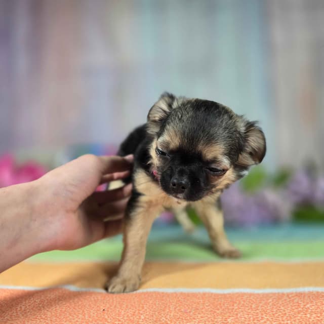 Salem's Finest Chihuahuas - "May & June" long coat females media 4