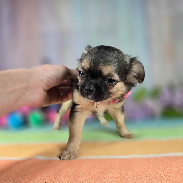 Salem's Finest Chihuahuas - "May & June" long coat females media 5