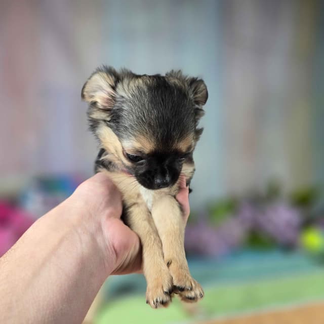 Salem's Finest Chihuahuas - "May & June" long coat females media 6